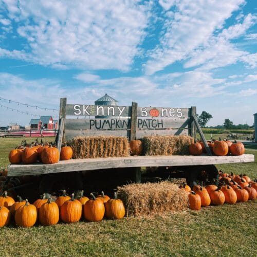 Skinny Bones Pumpkin Patch