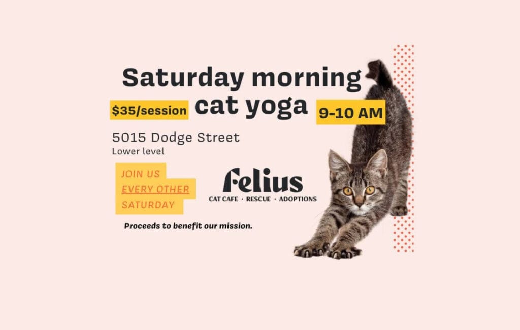 Cat Yoga