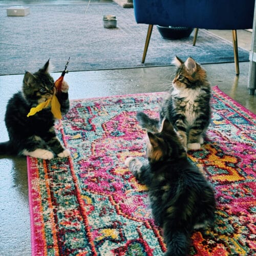 The Catios