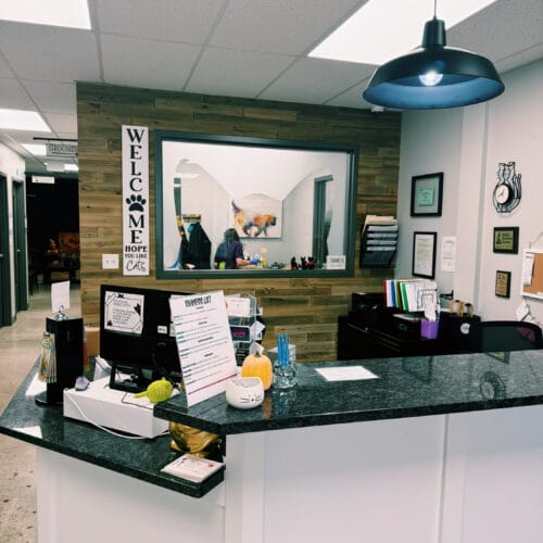The Grand Feline Hotel and Salon