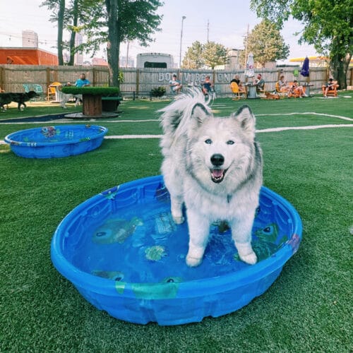 Dog Friendly Businesses in Omaha
