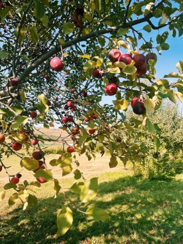Ditmar's Orchard