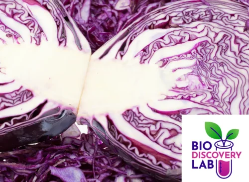 BioDiscovery Lab: Cabbage Ink